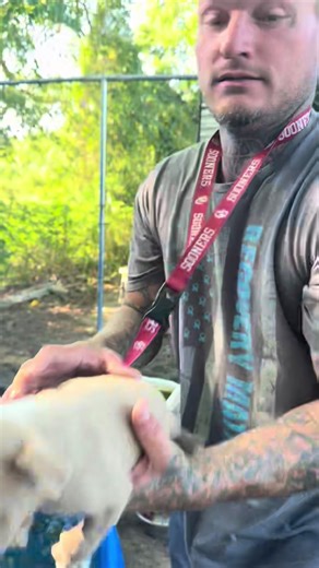 Lil stud pups!!! #dogs #fyp #blues #bluepits #pittbullsoftiktok #blue #puppies