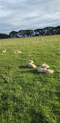 Teaching Lambs to Use a Ramp