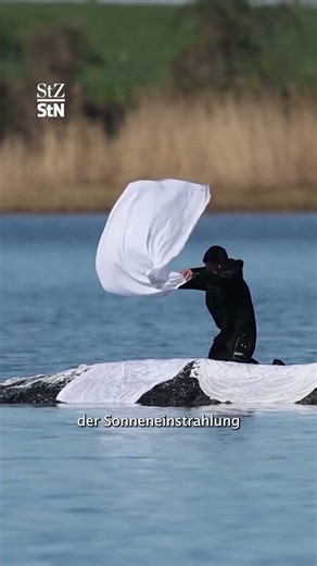 Gestrandeter Buckelwal: Erstmal keine neuen Maßnahmen für Transport