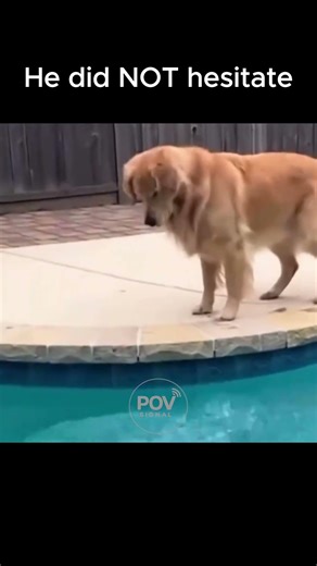 He Didn’t Even Warn Him 😭 #shorts #dogs