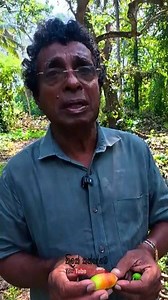 මොන කෙංගෙඩියක් ද මේ? 🤔 Subscribe " Thilak Kandegama " YouTube Channel #thilakkandegama2026 #sobadahamgovilitha #thilakkandegama #fruitlover #naturelovers #organicfarming #naturevillage #gardenplants #2026video #bloodsugar #BloodSugarControl | Thilak Kandegama - තිලක් කන්දේගම