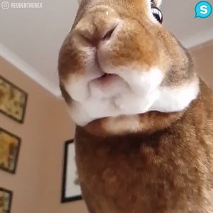 47K views · 1.6K reactions | Watch this rabbit eat a banana  via instagram.com/reubentherex/ | Animal Channel | Facebook