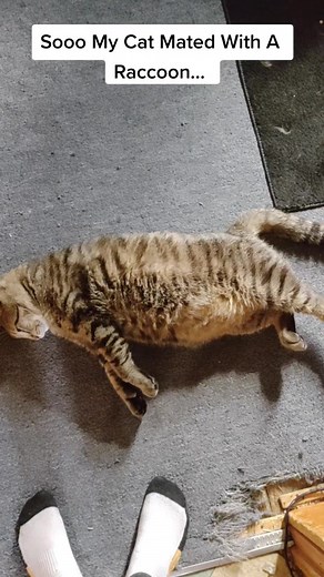 LamborghiniHeadlock on TikTok