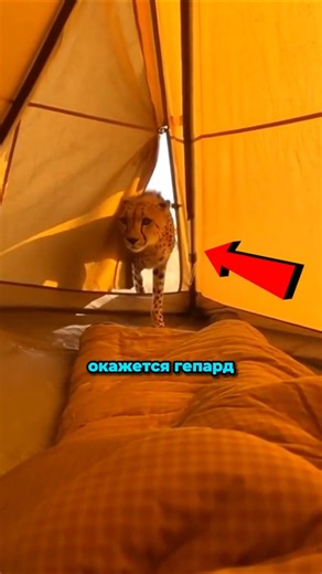 Никогда не убегай от гепарда