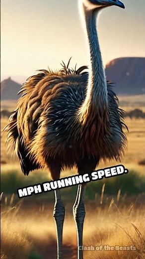 Cassowary vs. Emu: Bird Battle Breakdown