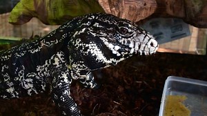 Snake, Reptile, Scales, Animal