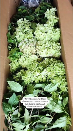 European-Inspired Backyard Oasis