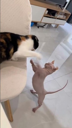 Why Do Cats Fight? The Truth Behind Feline Battles! #cats