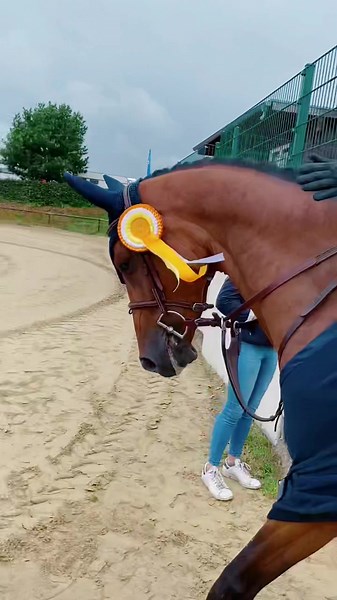 Caillou gewinnt mit 8,5 die Qualifikation zum Bundeschampionat 🥇 #winner #qualified #cbsports