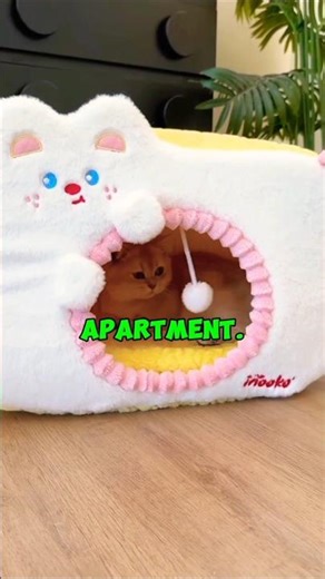 Why Do Cats Ignore Expensive Beds? #shorts#catvideo #cutecat