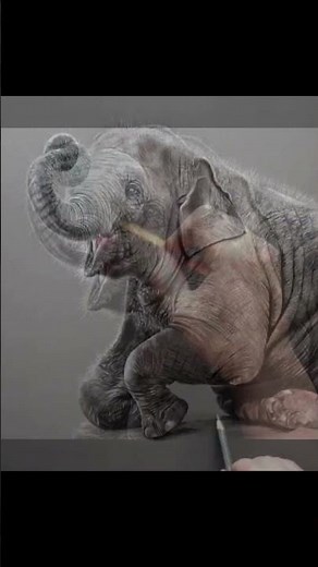 To celebrate World Elephant Day, I thought I'd share my baby elephant tutorial 🐘 #realisticdrawing
