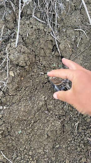 2.6M views · 10K reactions | Hunting birds #sound | Birds Black | Facebook