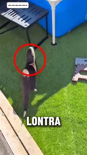 Essa lontra entrou na piscina congelada… e o final chocou todo mundo 🧊🦦😱