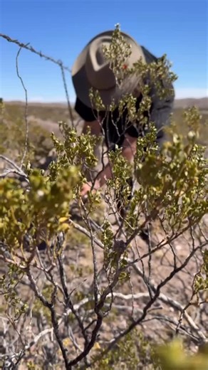 interesting facts about greasewood. also known as creosote bush, it can live a very very long time. it thrives in the desert on just three inches of rain a year, and smells like new mexicos petrichor. dryland wilds is a bioregional perfumery that upcycles unwanted high desert plants to create skincare and perfume that smell like the wilds of new mexico. #cleanbeautyproducts #sustainablebeauty #smallbatch #wildcrafted #upcycle #sustainableharvest #highdesert | Dryland Wilds