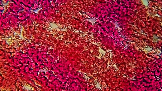 The Complex | movie | 2020 | Official Trailer