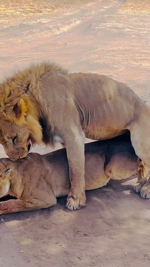 11K views · 63 reactions | Did you know that during mating season...