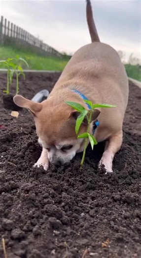 Adorable Dog Gardening: Toro's Heartwarming Story