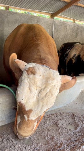 4.6K views · 71 reactions | Sapi jumbo 1,2 ton #sapi #cow #bull | Revan Dolan Kandang | Facebook