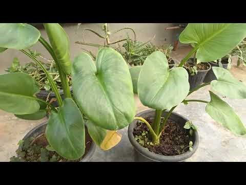 Calla lily flower plant care😍#callalilyplant #callalilyflower #flowerplant #winterflower