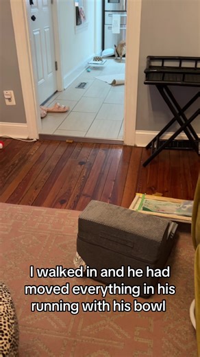 Happy French Bulldog Playing with Tupps Bowl