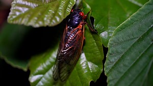 Meet the three cicada species of Brood X and the timeline of their emergence