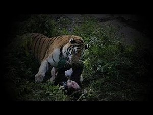 Siberian tiger attacks zookeeper in Russia