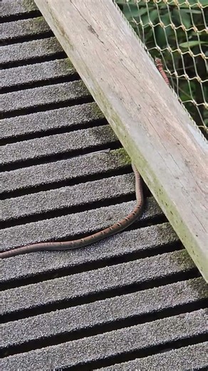 Striking Snake Slithering 🐍 Beautiful Colours #wildlife #nature #snake #walking #view #colors