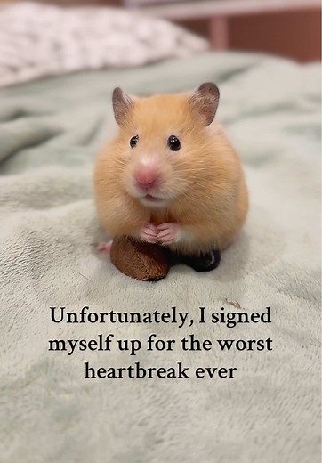 Understanding Hamster Lifespan: A Guide for Owners