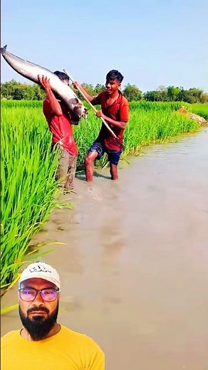 😱Unbelievable! "BIG" Huge Fish Caught in Rice Field | Traditional Fishing 🎣 #fishing #countrylife