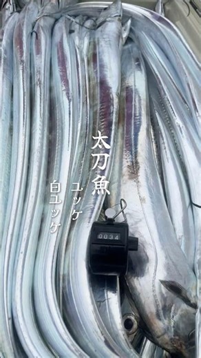 大人が大好き⭐️太刀魚ユッケ、白ユッケができるまで♪#fishing #料理 #釣り#asmr #sushi #japanesefood #テンヤタチウオ#子供が喜ぶ