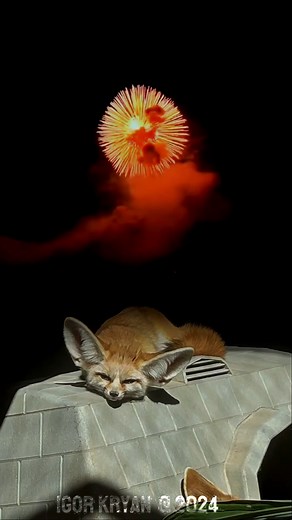 What Kind of Gremlin Is That? Size of A Dog, Location California, Color Orange. Looks Like Hybrid of Gremlin and Cat #igorkryan #alien #alivedinosaur #whatisthat #wildest #aliendragon #wtf #gremilin | Creator’s Riddle: Darwin vs. God | Facebook