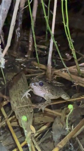 ツチガエル 周りで鳴いているのはアマガエル 北海道 幌加内町下幌加内 2026.6.6.