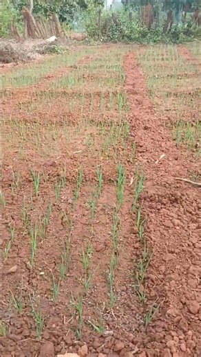 Garlic Farming #shortvideo #farming #garlic