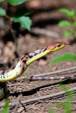 1. World’s Most Colourful Snake 😍🌈 | Nature’s Living Rainbow