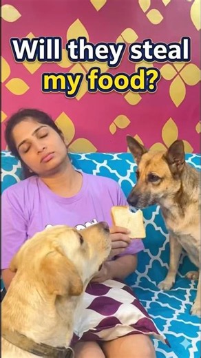 Will My Dogs Steal My Food? (Testing Them!) ❤️🥰