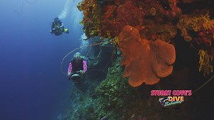 We are excited to launch 'Wall Flying' using a Diver Propulsion Vehicle (DPV) here at Stuart Cove's Dive Bahamas! Become a PADI DPV Certified Diver with us; the course takes just one day and includes 2 DPV Dives exploring our incredible wall, wrecks and reefs! Starting October 1st 2016. To book email info@stuartcove.com #stuartcovesdive #wallfying #DPV #scubadiving #walldiving | Stuart Cove's Dive Bahamas