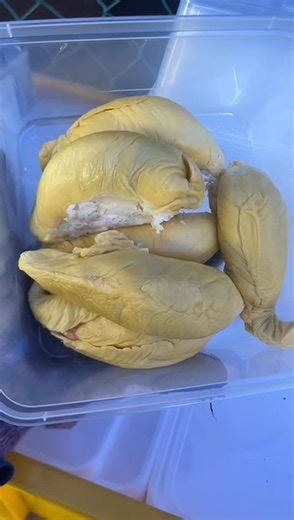 很多很多黑青猫山王啊！ 快快来联系 010-216 8980 kent 来多多支持小弟💕 地址：taman kinrara puchong tk 1/1 Google map https://maps.app.goo.gl/FtuqVYAY61tvcrf57 使用Waze驾驶到Jalan TK 1/1：https://waze.com/ul/hw2833n5mv | 榴莲王子kent