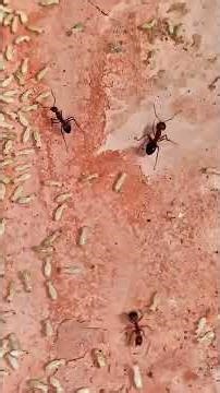 fire ants vs termites Face off!!