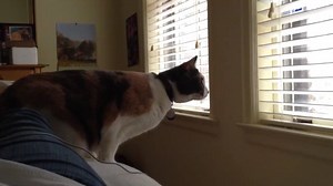 Los saltos y fails de gatos más graciosos y divertidos!! :D :D | ViralTrix