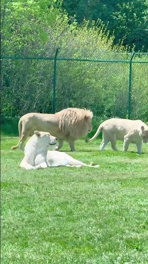 Safari Adventure in Canada 🦁 You Won’t Believe This!