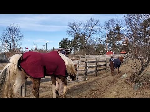 Horses rescued from 'worst ever' case of abuse
