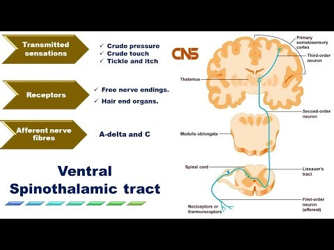 CNS Lec 1: Introduction to ascending tracts