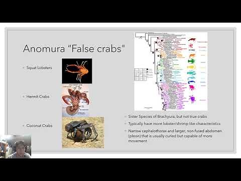 Carcinization of Crustaceans - Christopher Montgomery