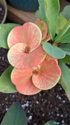 mas floración de #coronasdecristo #flores #plantas #jardín #euforbiamili