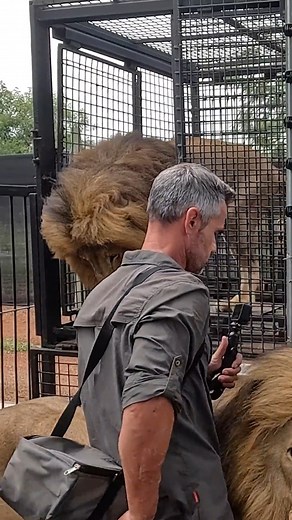 2.2M views · 10K reactions | Moving Lions to a New Camp #wildlife #sanctuary #cat | Kevin Richardson | Facebook