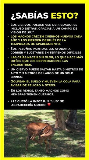 ¿Sabías esto sobre los ciervos?