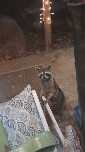 What's going on, Mr. Raccoon?