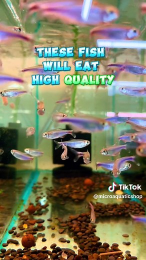 Beginner's Guide to Keeping Blue King Tetra Fish