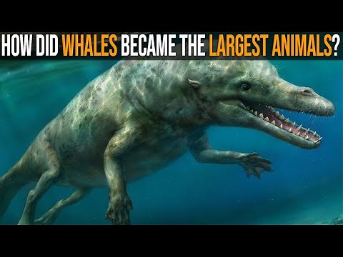 Evolution of Whales: How They Became The Largest Animals Ever?