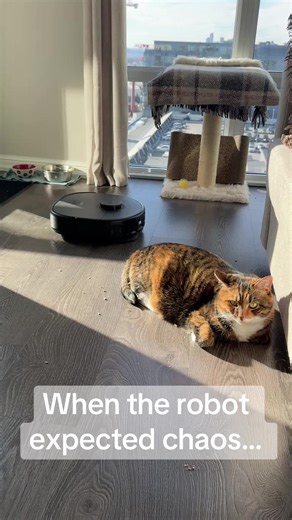 Cat's Reaction to Vacuum Cleaner: Is It Chill?